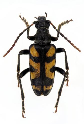 Brachyta borni